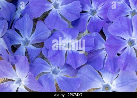 Vinca maggiore variegata fioritura nel nord della California Foto Stock