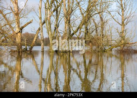 legno morto in piedi... Scheletri di alberi in alta acqua ( basso Reno ), nella zona dell'isola di Bislicher, Xanten Foto Stock