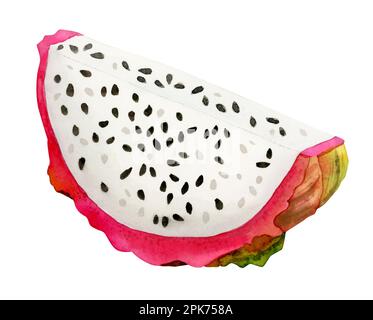 Acquerello rosa brillante drago frutta fetta illustrazione botanica. Pitaya cibo tropicale. Clipart vegetariana, superfood isolato su sfondo bianco Foto Stock