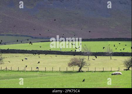 Tipico paesaggio del Lake District Northern Lake District vicino a Bassenthwaite, Cumbria, UK - corvi e gabbiani Foto Stock