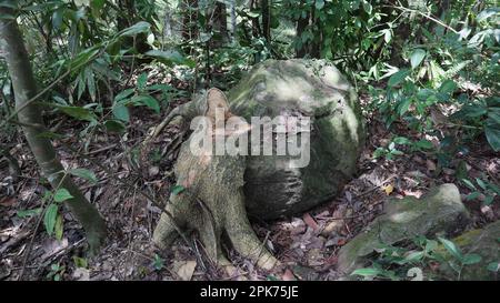 Vista panoramica di un tronco di albero tagliato di un albero di Alstonia arrocco cresciuto vicino a una roccia di granito, e l'area selvaggia circostante Foto Stock
