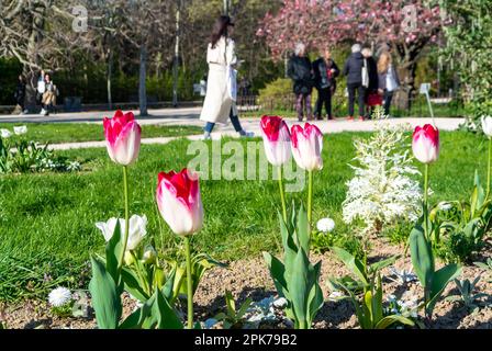 Parigi, Francia, 4th aprile 2023, Un paesaggio con un pedone e fiori di tulipano rosso nel jardin des plantes Foto Stock