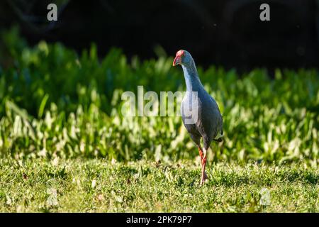 Swamphen occidentale, Swamphen viola, Porphyrio porphyrio, lago di El Rocio, Donana NP, Spagna. Foto Stock