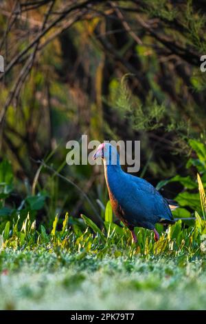 Swamphen occidentale, Swamphen viola, Porphyrio porphyrio, lago di El Rocio, Donana NP, Spagna. Foto Stock