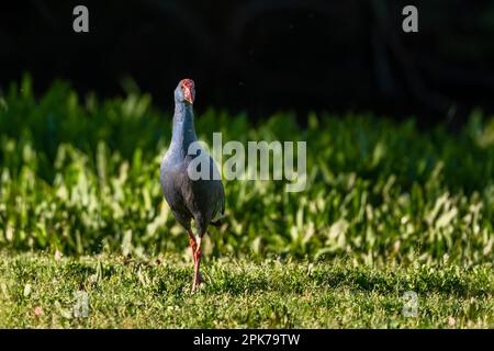 Swamphen occidentale, Swamphen viola, Porphyrio porphyrio, lago di El Rocio, Donana NP, Spagna. Foto Stock