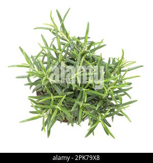 Rosmarino, pianta giovane in vaso di plastica grigia. Salvia rosmarinus, arbusto aromatico e sempreverde con fragranti foglie verdi aghiformi. Foto Stock