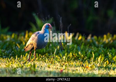 Swamphen occidentale, Swamphen viola, Porphyrio porphyrio, lago di El Rocio, Donana NP, Spagna. Foto Stock