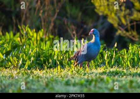 Swamphen occidentale, Swamphen viola, Porphyrio porphyrio, lago di El Rocio, Donana NP, Spagna. Foto Stock