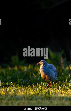 Swamphen occidentale, Swamphen viola, Porphyrio porphyrio, lago di El Rocio, Donana NP, Spagna. Foto Stock