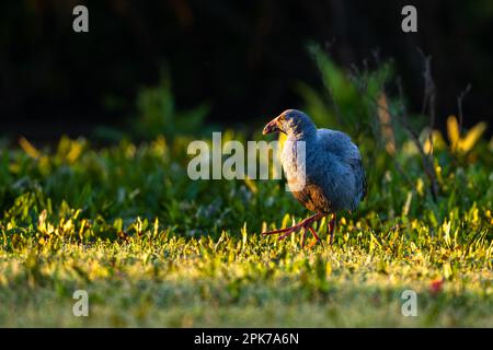 Swamphen occidentale, Swamphen viola, Porphyrio porphyrio, lago di El Rocio, Donana NP, Spagna. Foto Stock