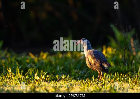 Swamphen occidentale, Swamphen viola, Porphyrio porphyrio, lago di El Rocio, Donana NP, Spagna. Foto Stock