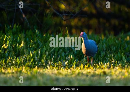 Swamphen occidentale, Swamphen viola, Porphyrio porphyrio, lago di El Rocio, Donana NP, Spagna. Foto Stock