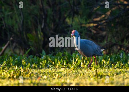 Swamphen occidentale, Swamphen viola, Porphyrio porphyrio, lago di El Rocio, Donana NP, Spagna. Foto Stock