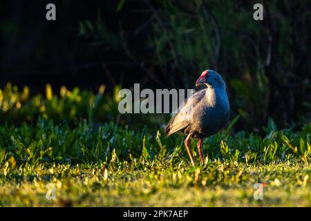 Swamphen occidentale, Swamphen viola, Porphyrio porphyrio, lago di El Rocio, Donana NP, Spagna. Foto Stock