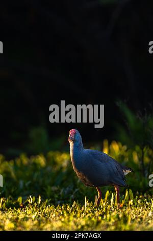 Swamphen occidentale, Swamphen viola, Porphyrio porphyrio, lago di El Rocio, Donana NP, Spagna. Foto Stock