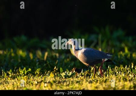 Swamphen occidentale, Swamphen viola, Porphyrio porphyrio, lago di El Rocio, Donana NP, Spagna. Foto Stock