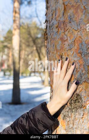 la mano femminile tocca la corteccia di un albero. donna che abbraccia un albero. mano che accarezzano un albero. Foto di alta qualità Foto Stock