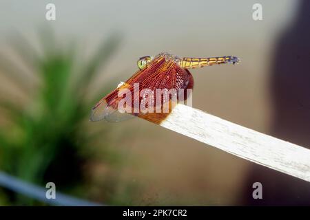 Primo piano di Capung merah, libellula rossa sul tronco della pianta nell'ambiente naturale della foresta verde. Bali, Indonesia, immagine macro Foto Stock