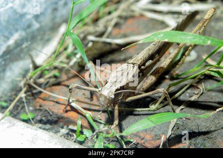 Locusta del deserto (Schistocerca gregaria). Foto Stock