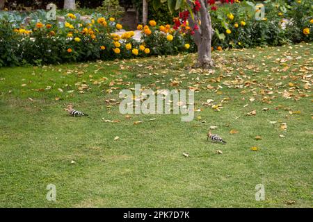 Due Hoopoe eurasiatici (Upupa Epps) che si nutrono di erba verde Foto Stock