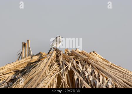 Wagtail bianco (Motacilla alba) in piedi su un tetto di paglia Foto Stock