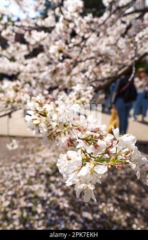 Primo piano Sakura, Cerry Blossoms Foto Stock