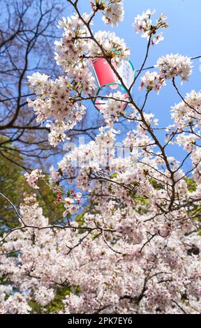 Primo piano Sakura, Cerry Blossoms Foto Stock