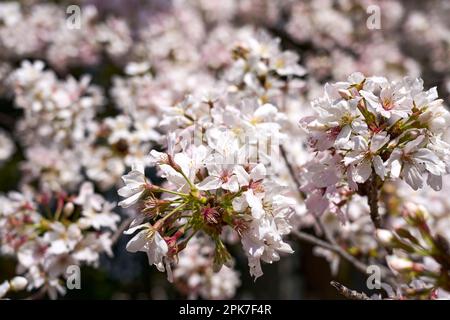 Primo piano Sakura, Cerry Blossoms Foto Stock