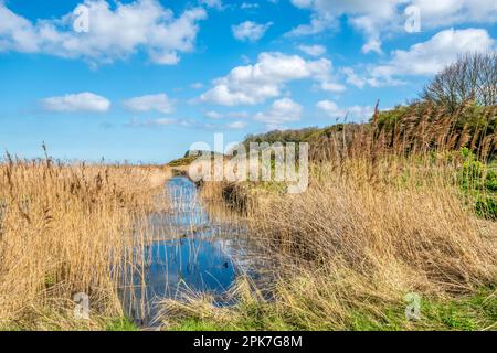 Riserva naturale di Cley Marshes del Norfolk Wildlife Trust, sulla costa settentrionale del Norfolk. Foto Stock