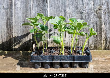 Fave, Vicia faba 'Bunyards Exhibition', che crescono in un vassoio di semi e in attesa di essere piantati. Foto Stock