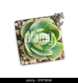 Pianta succulenta naturale Echeveria pesca orgoglio in vaso Foto Stock