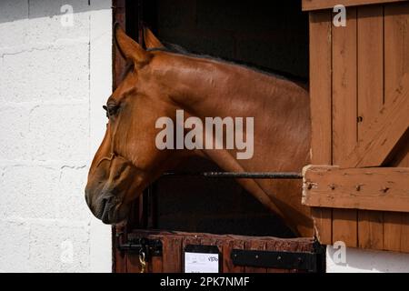 Testa del cavallo marrone sopra la porta della stalla (primo piano laterale, partecipante al concorso equestre, evento dello showground) - Great Yorkshire Show, Harrogate, England, UK. Foto Stock