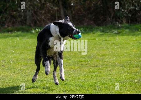 Border Collie cane giocare palla all'aperto in un campo in primavera sole Foto Stock