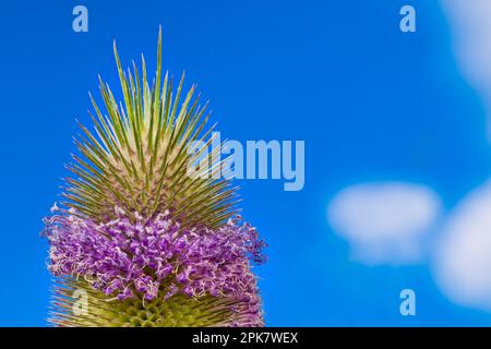 Primo piano di una spinosa teasel selvatica con cintura di fiori viola su sfondo cielo blu estivo. Dipsacus. Bella pianta fioritura con striscia di fiori rosa. Foto Stock