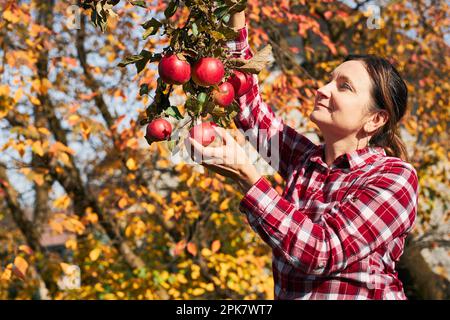 Donna che raccoglie mele mature in fattoria. Coltivatore che grabbing mele da albero in frutteto. Frutta fresca e sana pronta per la stagione autunnale. Inculo agricolo Foto Stock