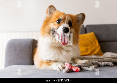 carino cane corgi con la lingua che passava fuori a mangiare il suo regalo sul divano. Concetto di dolcetti per animali domestici. stile di vita Foto Stock