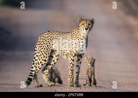 Un ghepardo e un cucciolo, Acinonyx jubatus, stanno insieme, sguardo diretto. Foto Stock