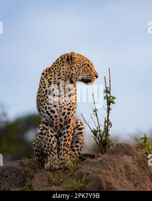 Un leopardo, Panthera pardus, siede su un tumulo e guarda a destra. Foto Stock