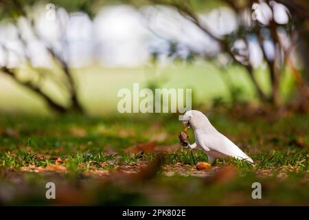 Tanimbar corella mangiare un seme di mandorle di mare nel Changi Beach Park, Singapore Foto Stock