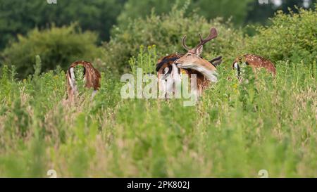 Knepp Wildlife Park, Horsham, West Sussex Foto Stock