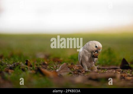 Tanimbar corella mangiare un seme di mandorle di mare nel Changi Beach Park, Singapore Foto Stock