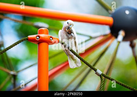 Tanimbar corella mangiare un seme di mandorle di mare mentre si aggredire su un parco giochi di arrampicata telaio in Changi Beach Park, Singapore Foto Stock