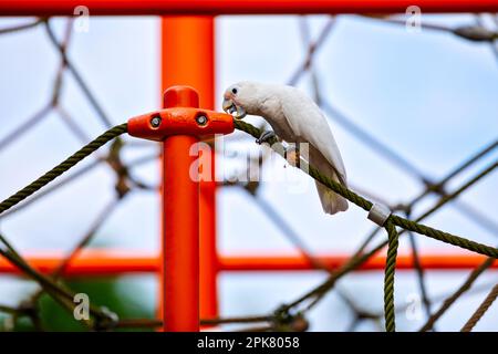 Tanimbar corella esplorare un parco giochi di arrampicata telaio in Changi Beach Park, Singapore Foto Stock