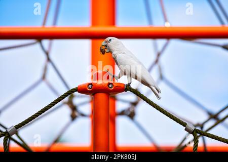 Tanimbar corella mangiare un seme di mandorle di mare mentre si aggredire su un parco giochi di arrampicata telaio in Changi Beach Park, Singapore Foto Stock