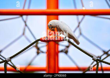 Tanimbar corella mangiare un seme di mandorle di mare mentre si aggredire su un parco giochi di arrampicata telaio in Changi Beach Park, Singapore Foto Stock