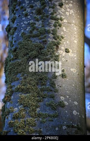 Diverse specie di licheni (Cladonia e altre) che crescono sul tronco di un albero. Foto Stock