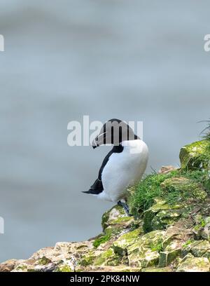 Un Razorbill, (Alca torda), arroccato precariamente sulla parete della scogliera a Bempton, East Yorkshire, UK Foto Stock