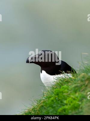 Un Razorbill, (Alca torda), arroccato precariamente sulla parete della scogliera a Bempton, East Yorkshire, UK Foto Stock