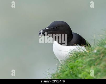 Un Razorbill, (Alca torda), arroccato precariamente sulla parete della scogliera a Bempton, East Yorkshire, UK Foto Stock