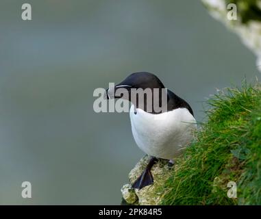 Un Razorbill, (Alca torda), arroccato precariamente sulla parete della scogliera a Bempton, East Yorkshire, UK Foto Stock